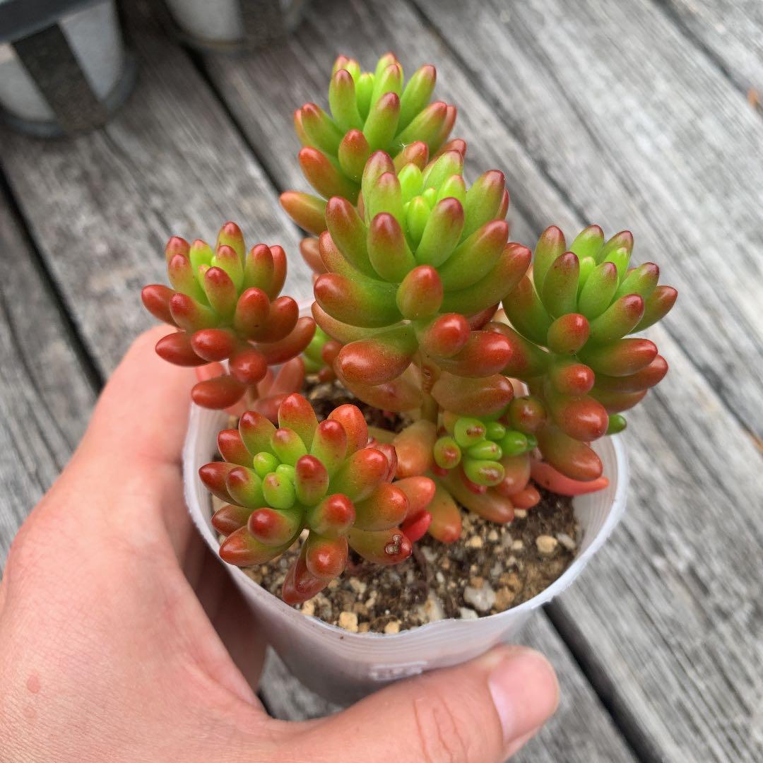 ニジノタマ　虹の玉　多肉植物　セダム