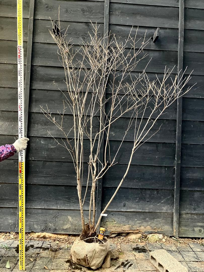 42 山採り　ナツハゼ