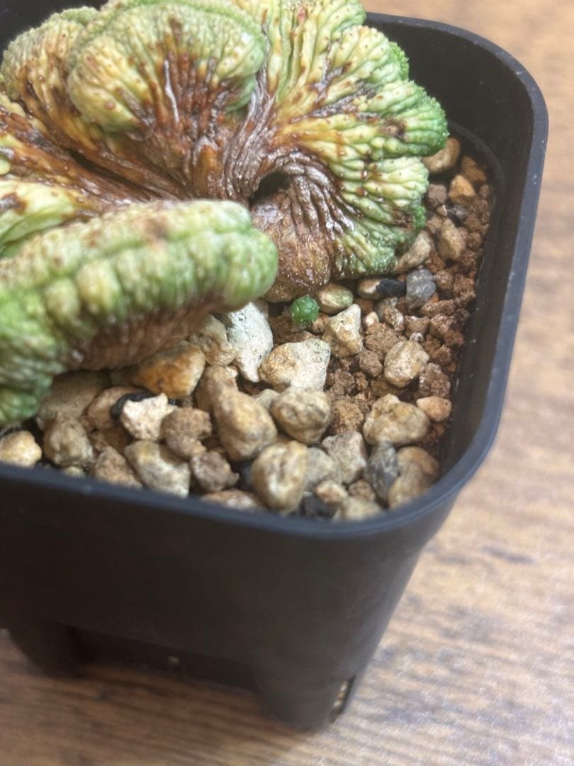 オベサ綴化　オベサ　ユーフォルビア オベサ