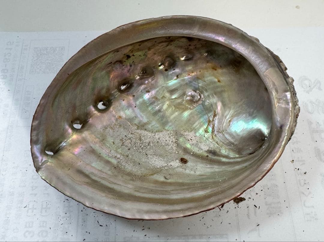 あわび　貝殻　約19×13㎝