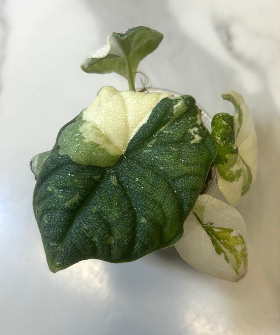 【レア】 アロカシア　メロ　斑入