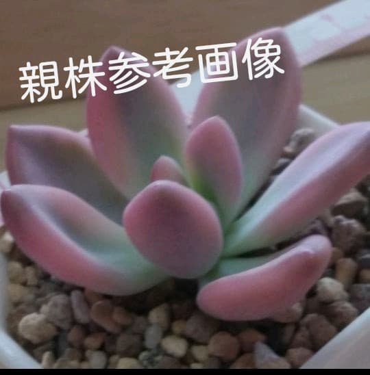 多肉植物　特別価格　オパリナ錦ホワイトピンク覆輪斑　抜き苗