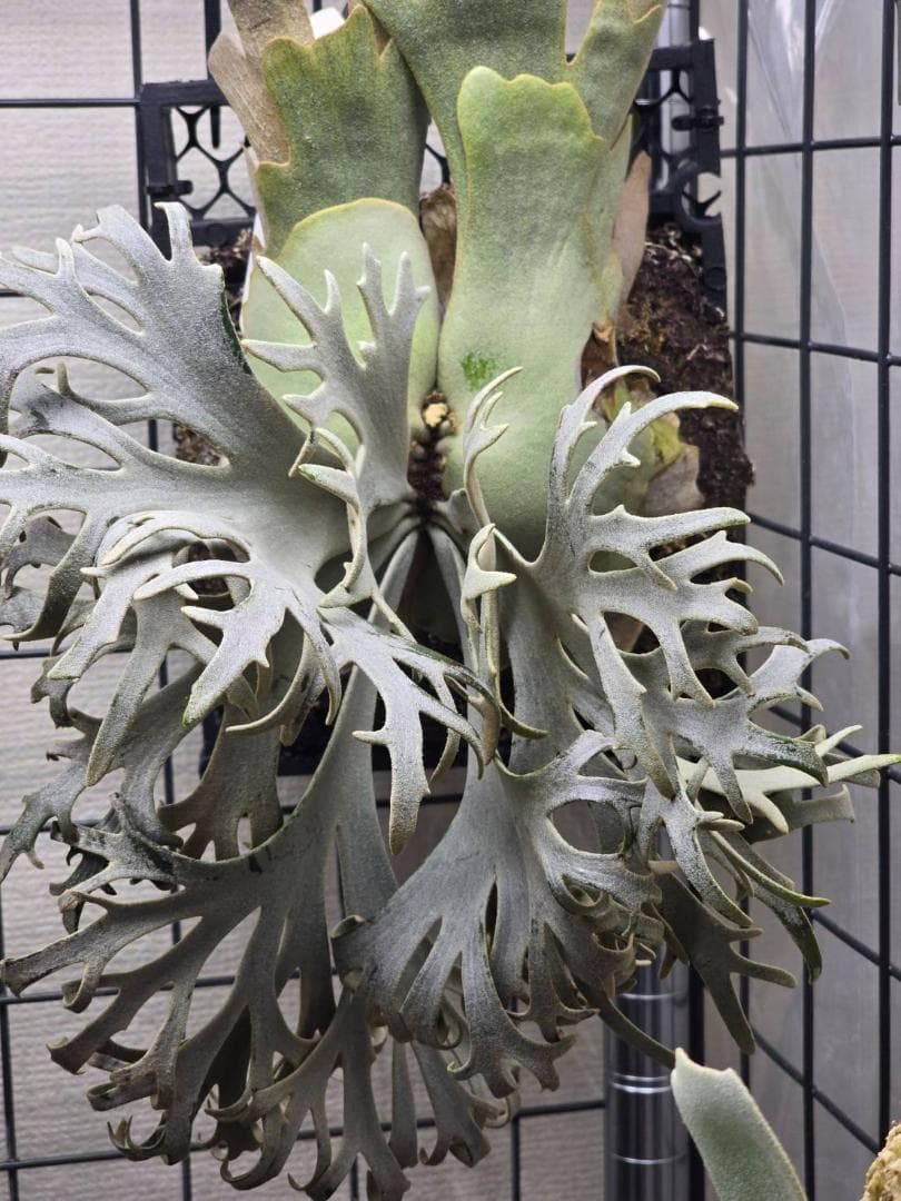 ビカクシダ P. willinckii 'Jenny' pup OC