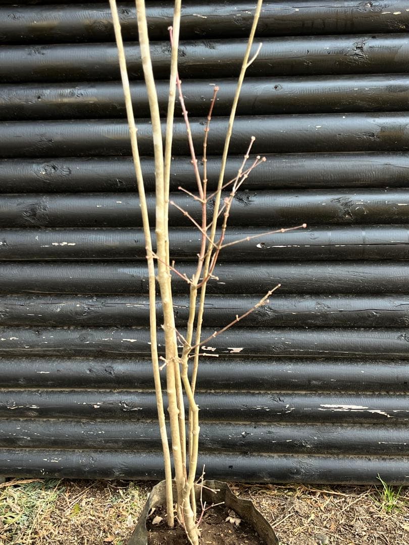 山採り天然　アオダモ　山紅葉混合株　14