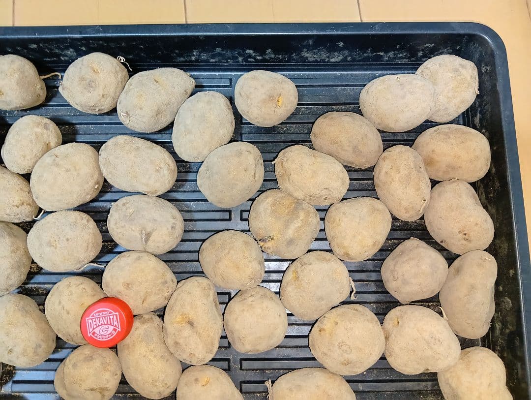 10kg m206 インカのめざめ 種芋