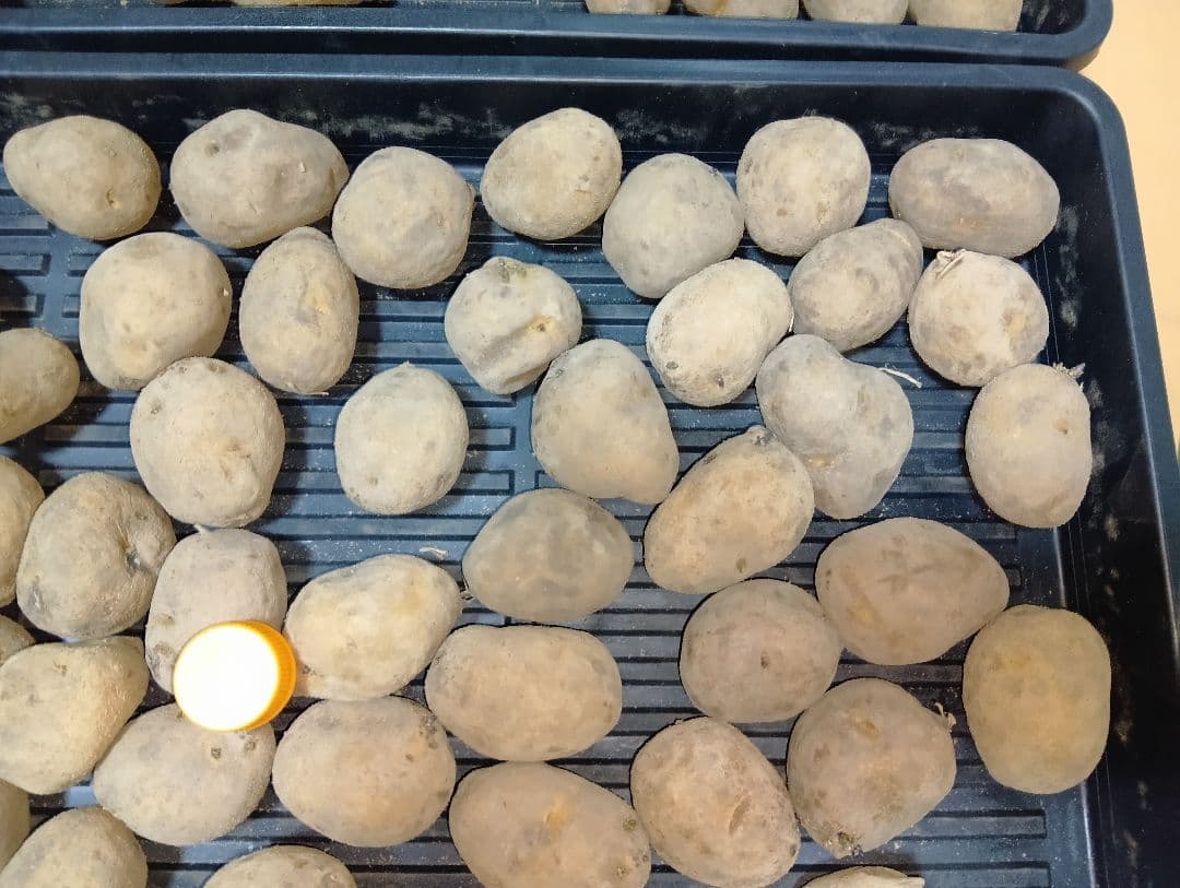 10kg m206 インカのめざめ 種芋