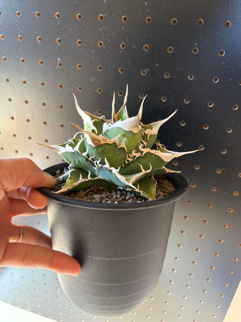 アガベ　オテロイ　実生　スーパーSSランク　ロングスパイン　選抜