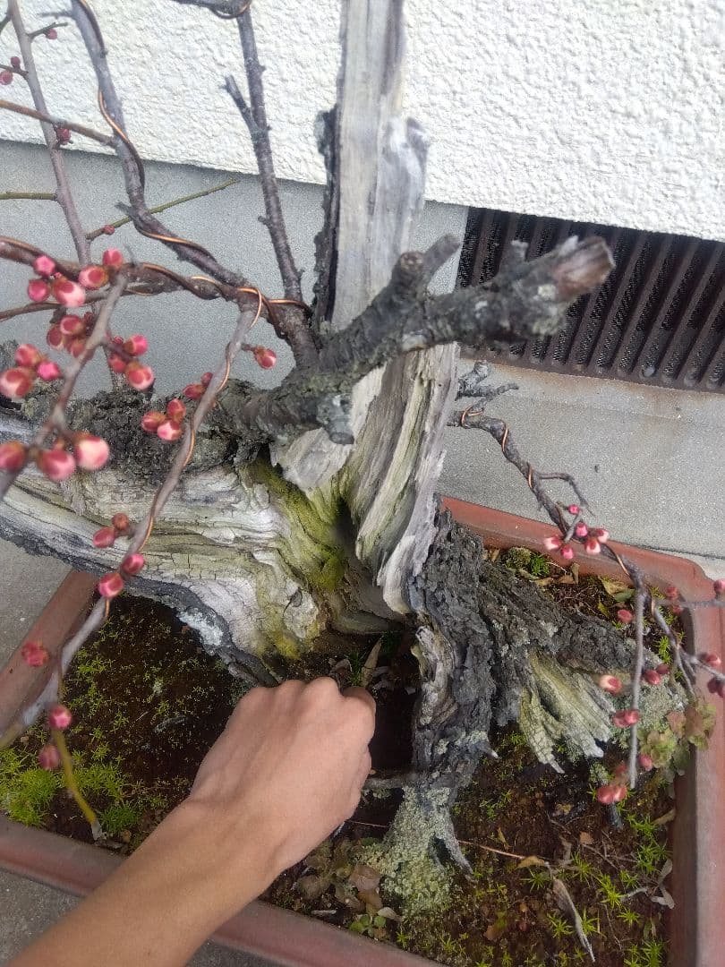 梅　古木　盆栽　15号陶器鉢つき　超幹太❗老株❗
