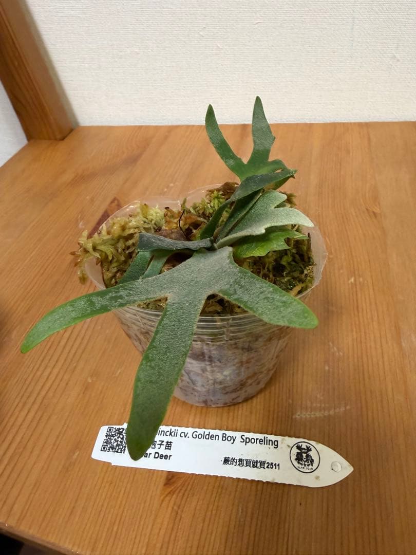 ＊P. wilinckii Golden Boy SP ＊