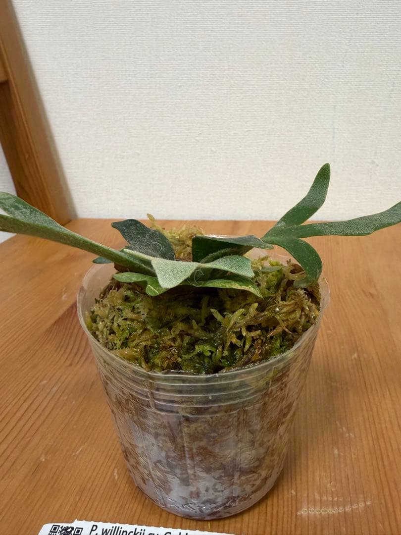 ＊P. wilinckii Golden Boy SP ＊