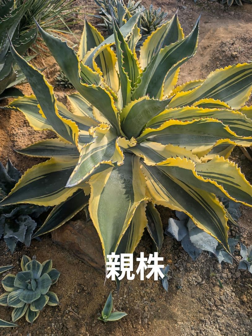 アガベ ☆リップルエフェクト ランナー小株 ドライガーデン映え