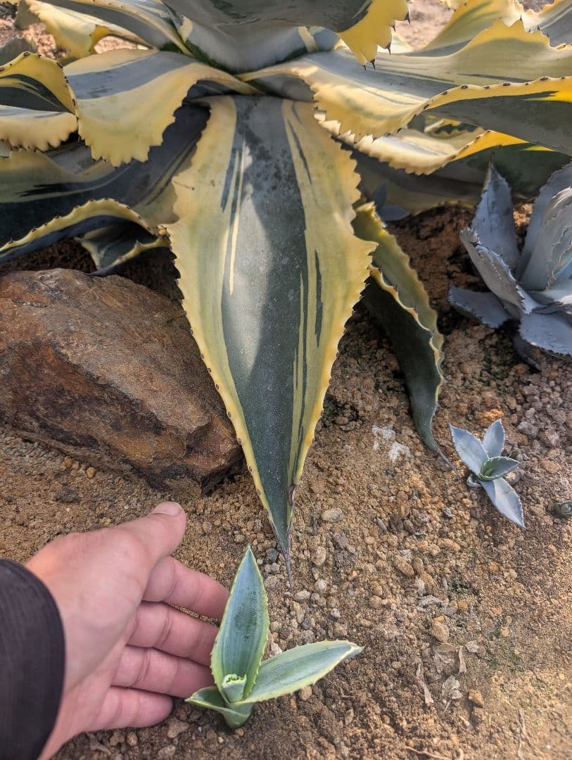 アガベ ☆リップルエフェクト ランナー小株 ドライガーデン映え