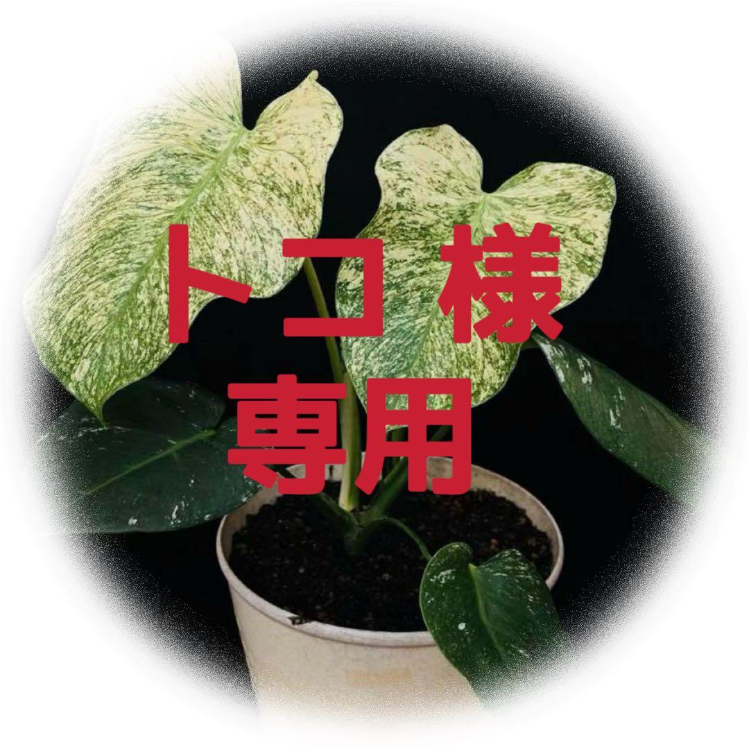 【ダブルヘッド】モンステラ　デリシオーサ　ホワイトモンスター　天津蘭