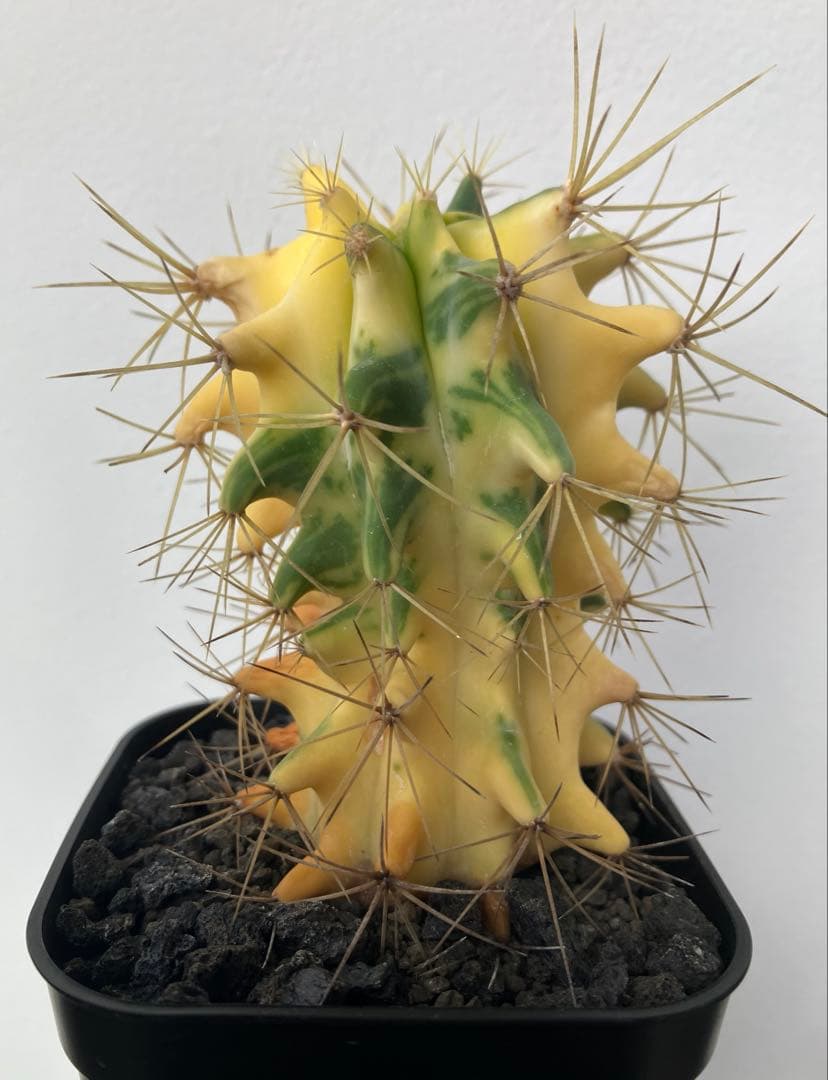 王冠竜錦　斑入り　フェロカクタス　カキコ　発根済み　検）アガベ　パキプス　塊根