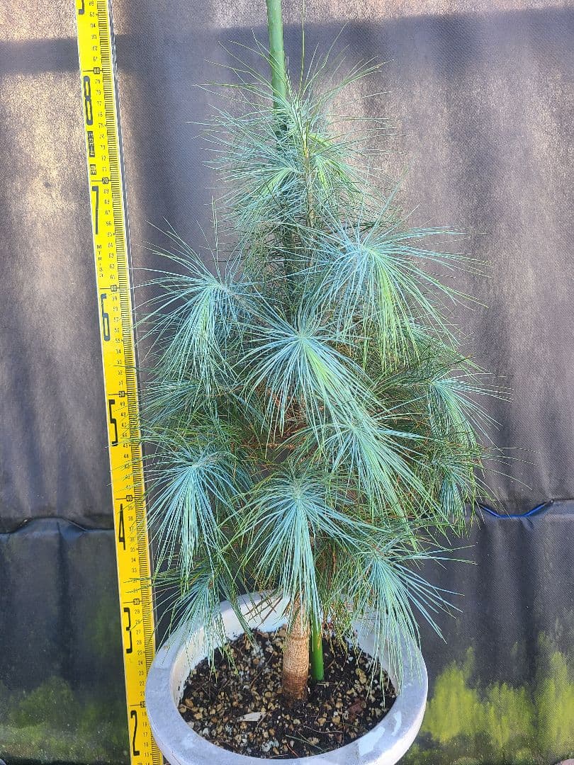 ピニョン松 7号鉢 全長80cm