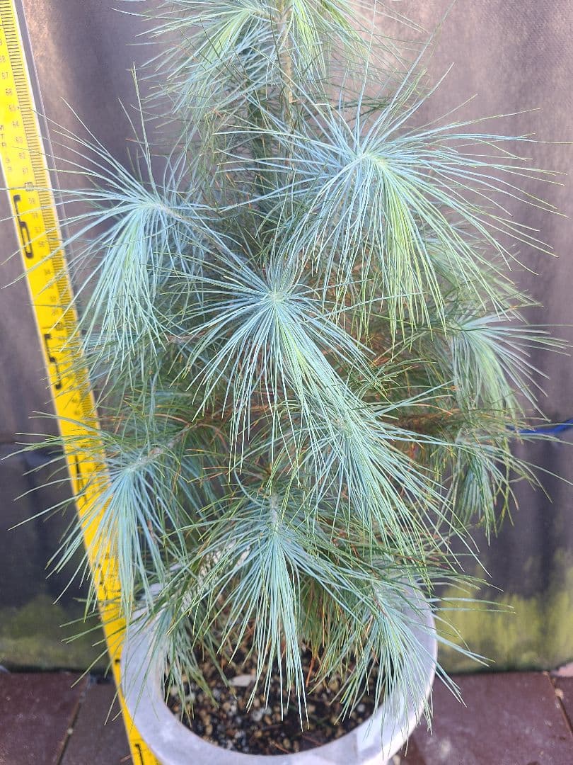 ピニョン松 7号鉢 全長80cm