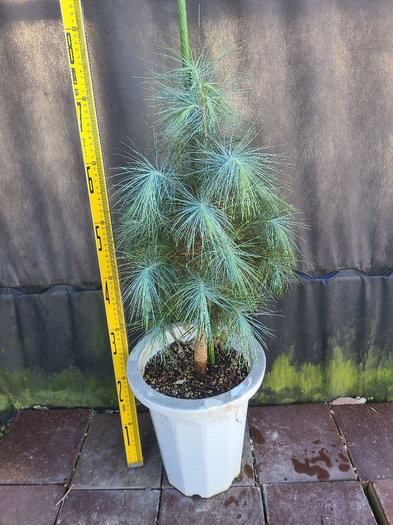 ピニョン松 7号鉢 全長80cm