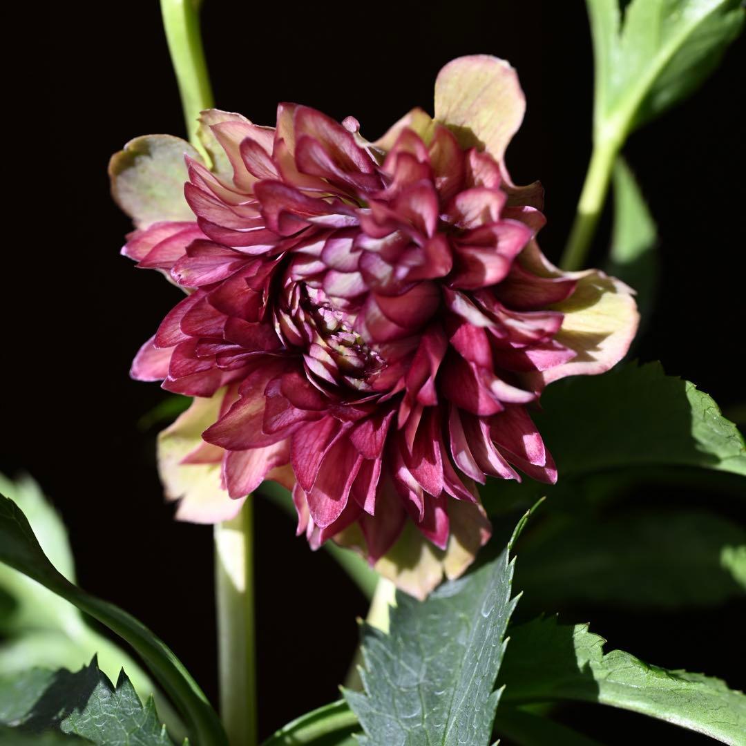 クリスマスローズ 超多弁レッドリバーシブル 開花株