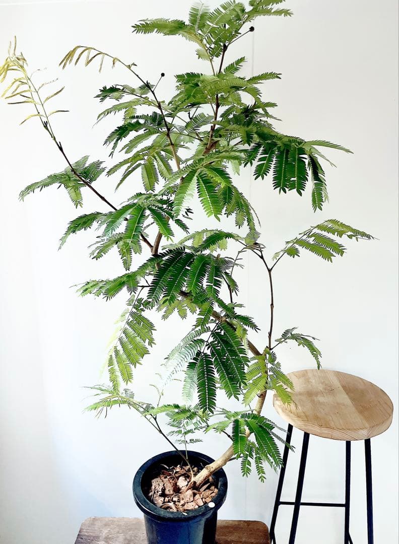 【Premium Plants】エバーフレッシュ ネムノキ 観葉植物 大型 g