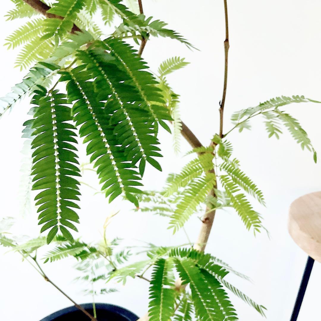 【Premium Plants】エバーフレッシュ ネムノキ 観葉植物 大型 g