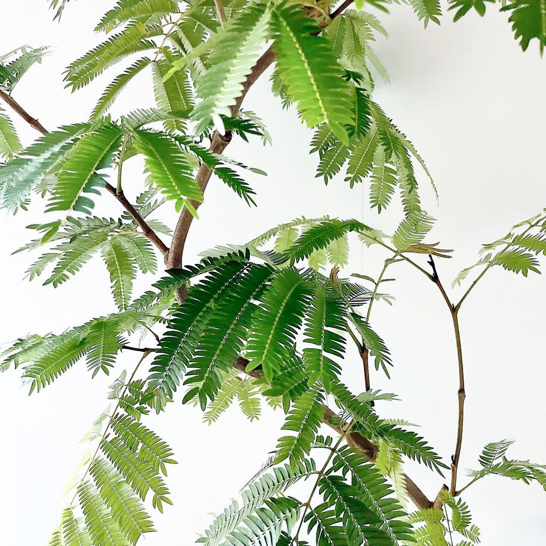 【Premium Plants】エバーフレッシュ ネムノキ 観葉植物 大型 g