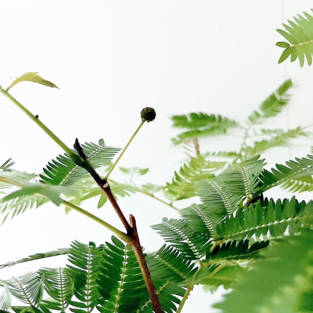 【Premium Plants】エバーフレッシュ ネムノキ 観葉植物 大型 g