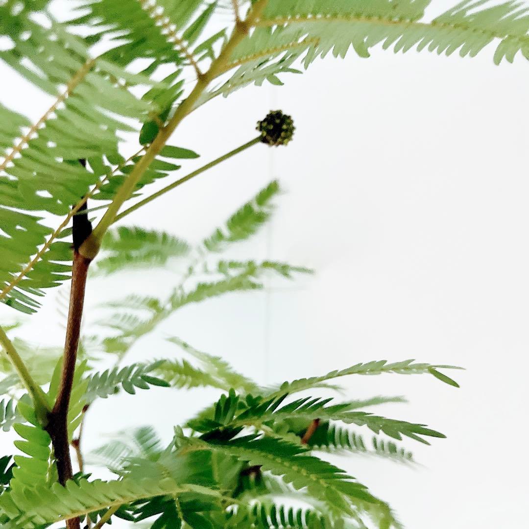 【Premium Plants】エバーフレッシュ ネムノキ 観葉植物 大型 g