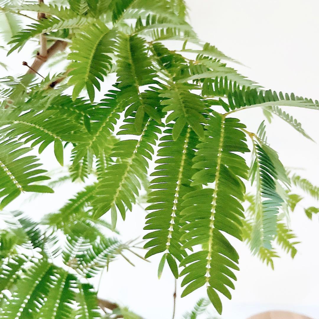 【Premium Plants】エバーフレッシュ ネムノキ 観葉植物 大型 g