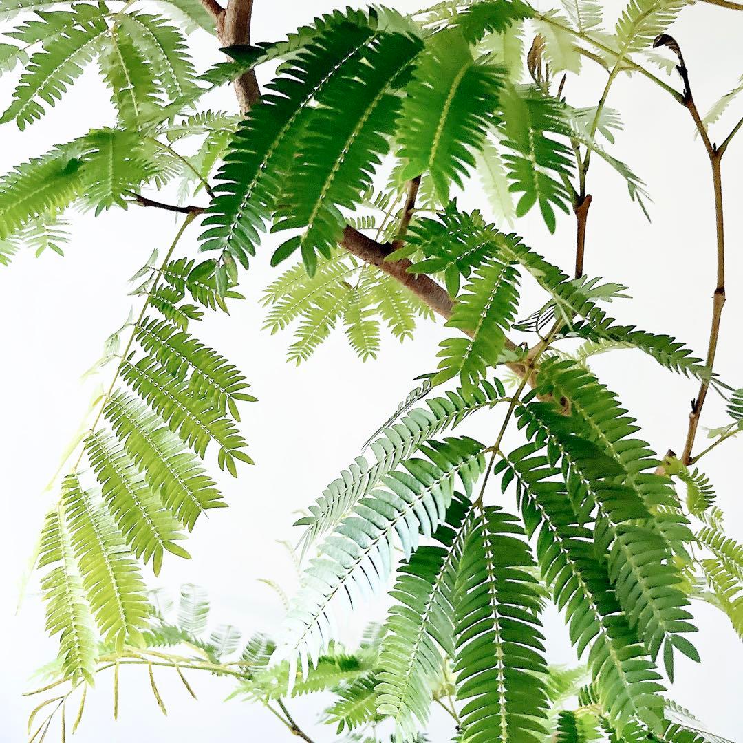 【Premium Plants】エバーフレッシュ ネムノキ 観葉植物 大型 g