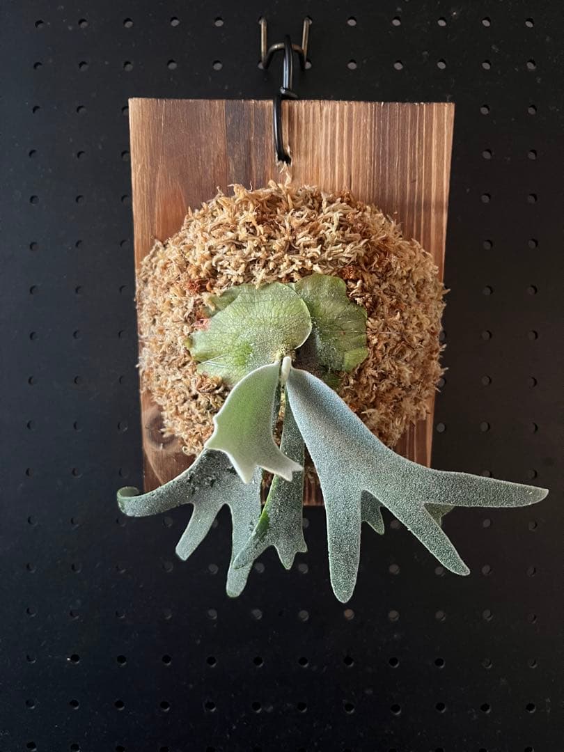 P.Willinckii ‘Waltz’