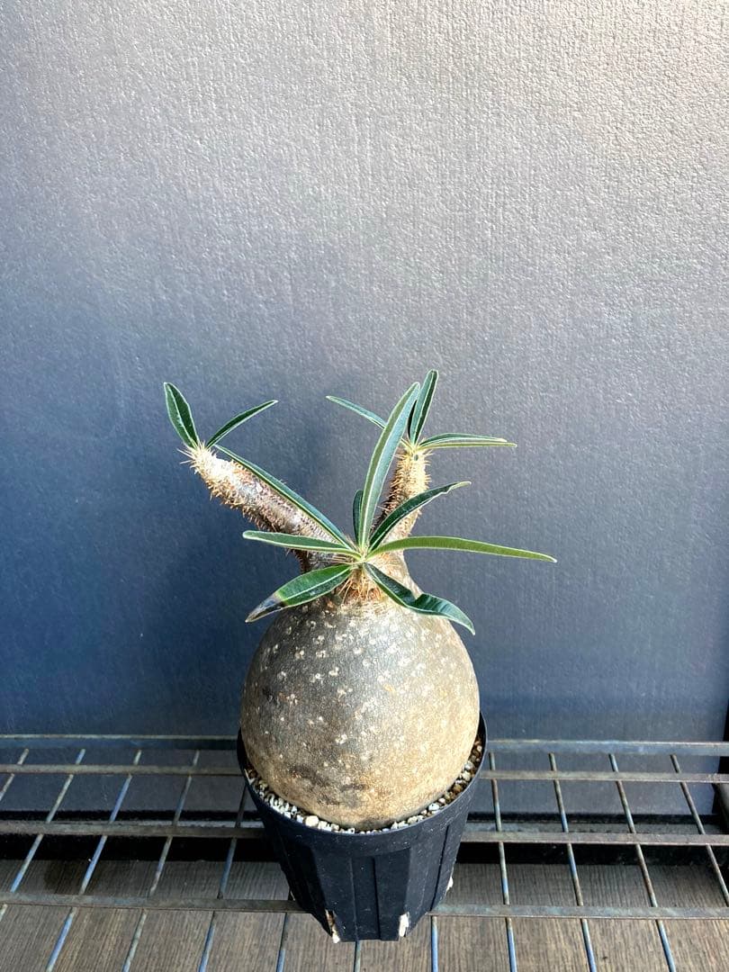 グラキリス 中株 まる型 塊根植物 黒鉢付き