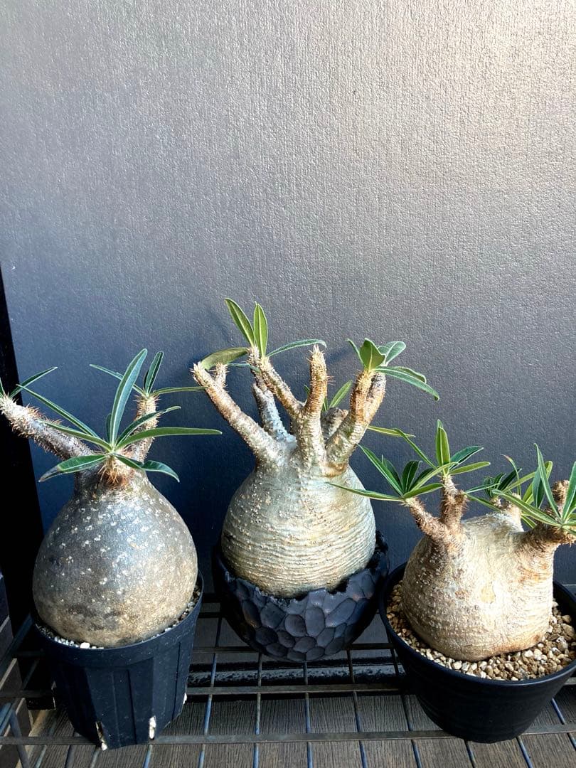グラキリス 中株 まる型 塊根植物 黒鉢付き
