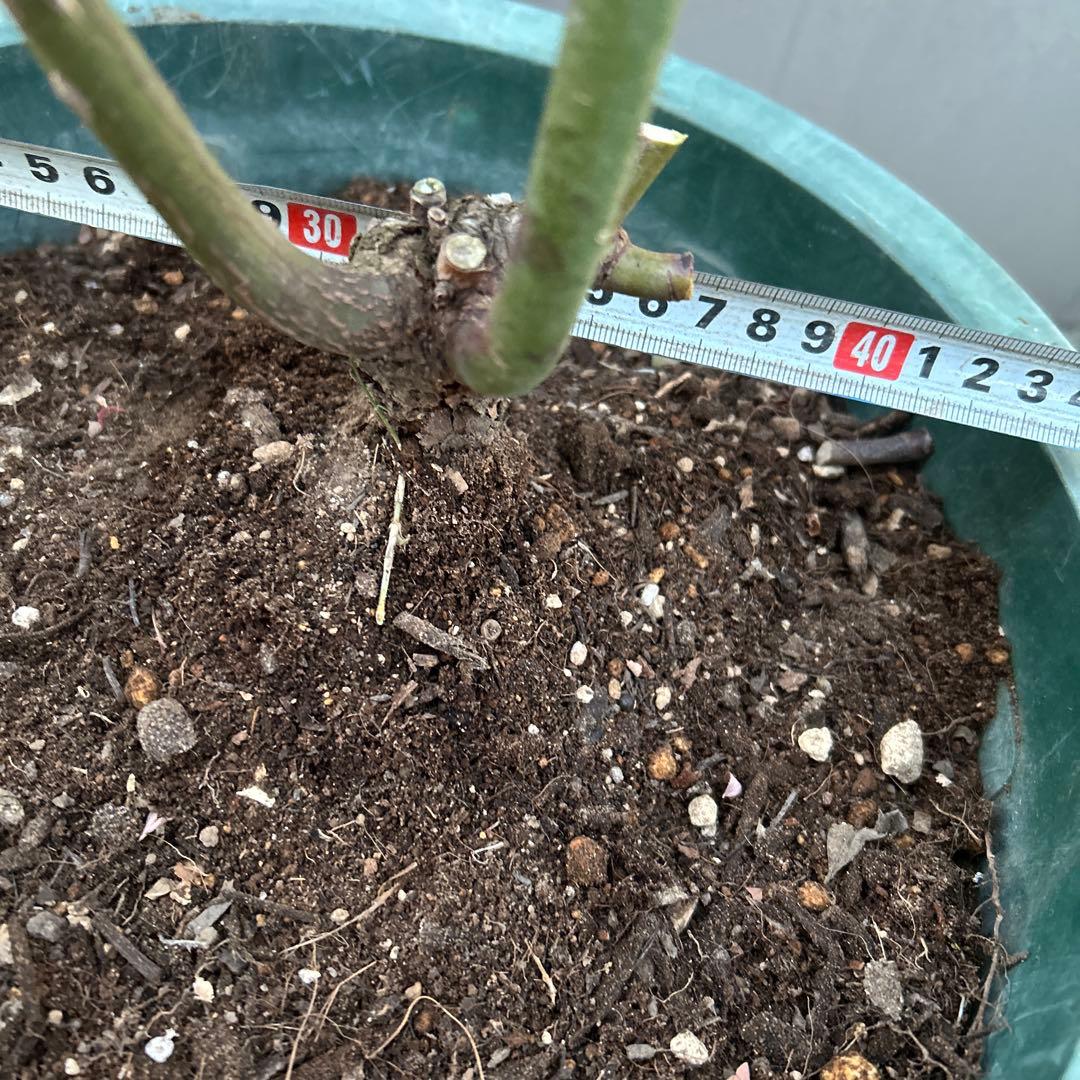 バラ苗　切花　大苗　抜き苗発送