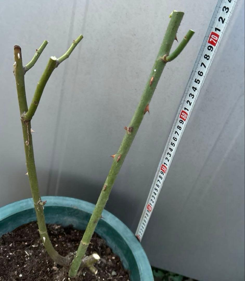 バラ苗　切花　大苗　抜き苗発送