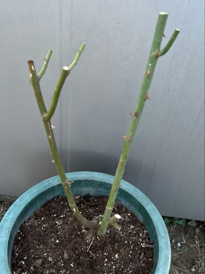 バラ苗　切花　大苗　抜き苗発送