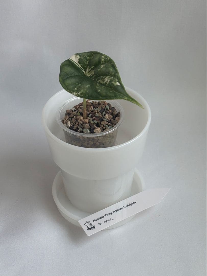 その他観葉植物 Alocasia Dragon Scale Variegata