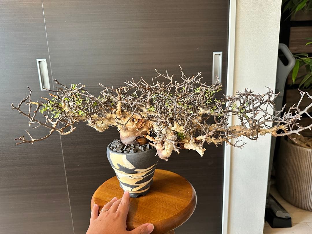 お*ん様 コミフォラ ピュア カタフ 超特大 スペシャル株