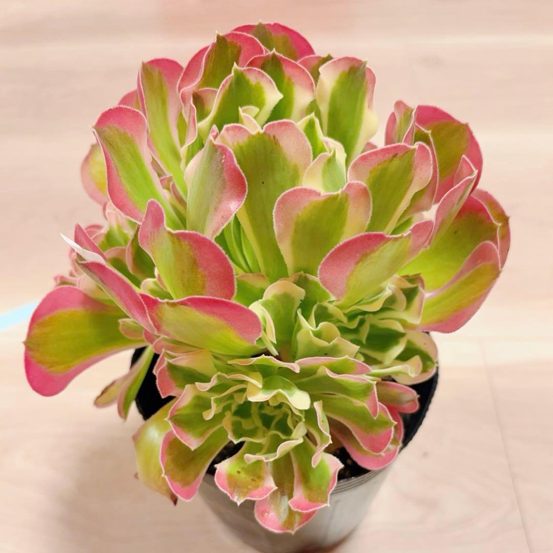9#多肉植物アエオニウム錦❤️リバーストーン❤️ 1大頭7小頭19cm 拔き苗