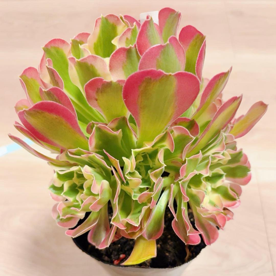 9#多肉植物アエオニウム錦❤️リバーストーン❤️ 1大頭7小頭19cm 拔き苗