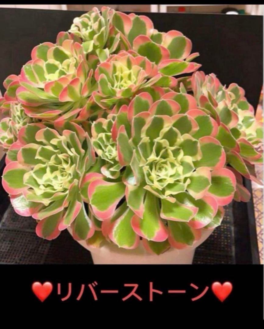 9#多肉植物アエオニウム錦❤️リバーストーン❤️ 1大頭7小頭19cm 拔き苗