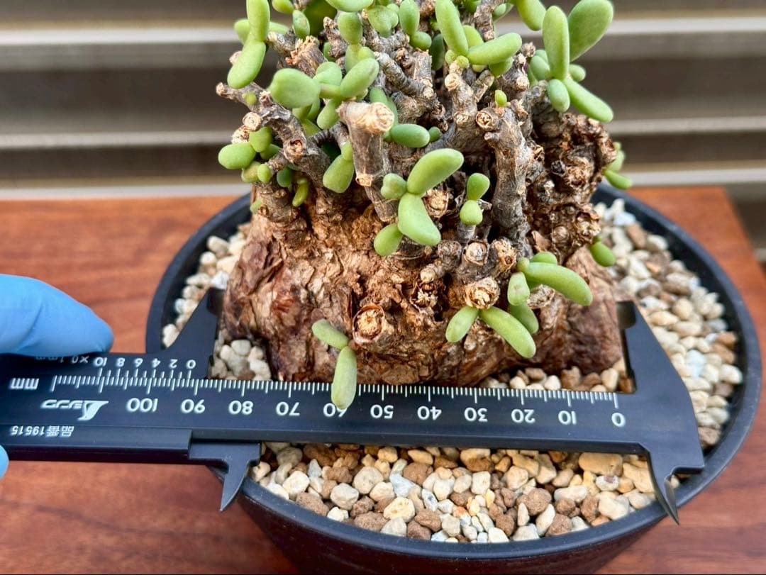 おとーくん　ケラリア ピグマエア 大株　ペラルゴニウム ミラビレ 30cm