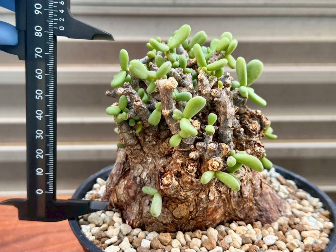 おとーくん　ケラリア ピグマエア 大株　ペラルゴニウム ミラビレ 30cm
