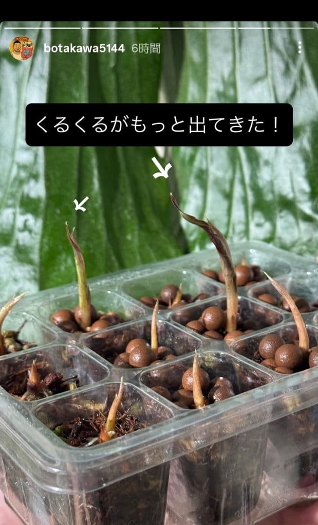 ぐんぐん玉残り3セットのみ1㎏業務用増量タイプ通常15,000円→10,000円
