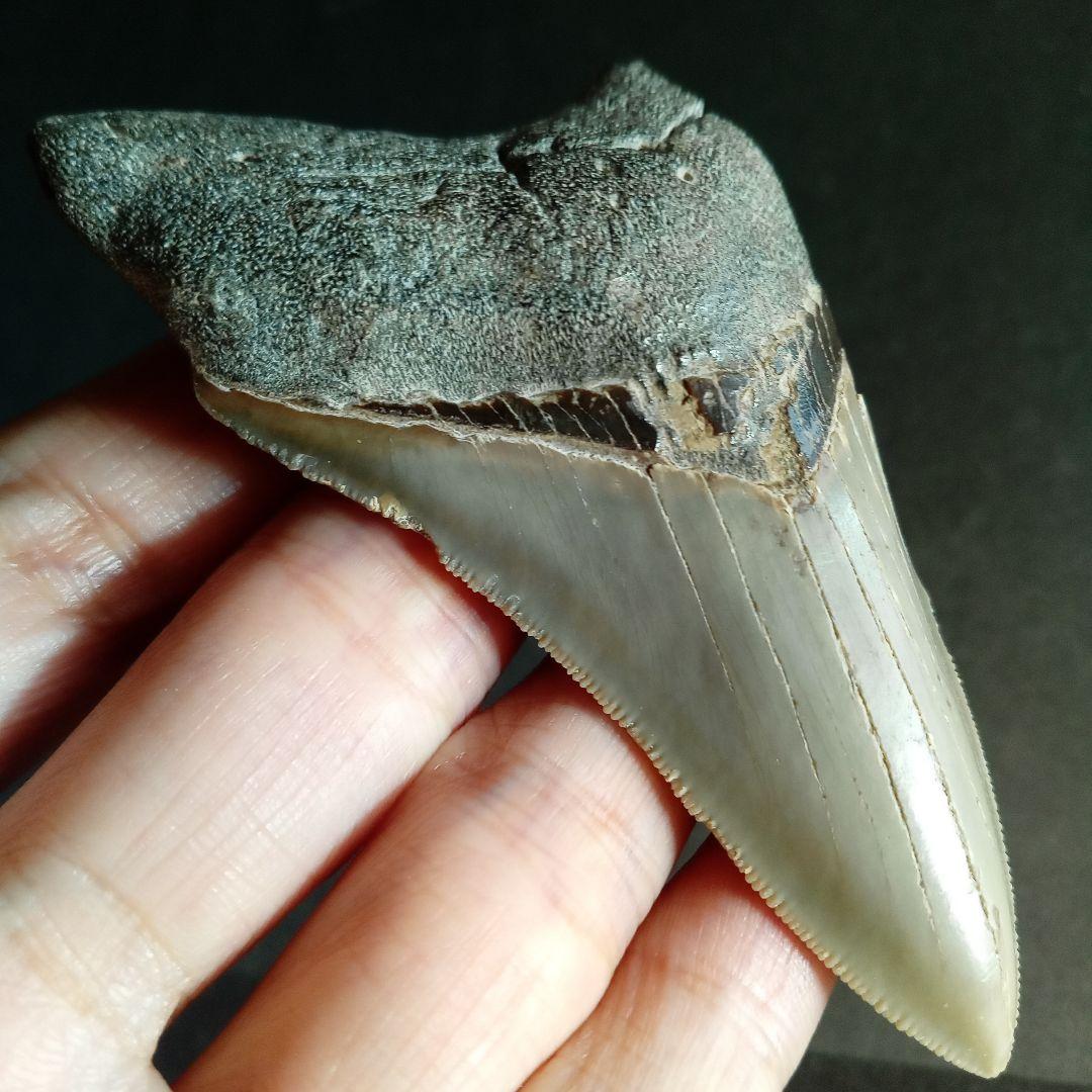 サメの歯　USA　メガロドン　歯化石　特大　美麗　ノースカロライナ産　91mm