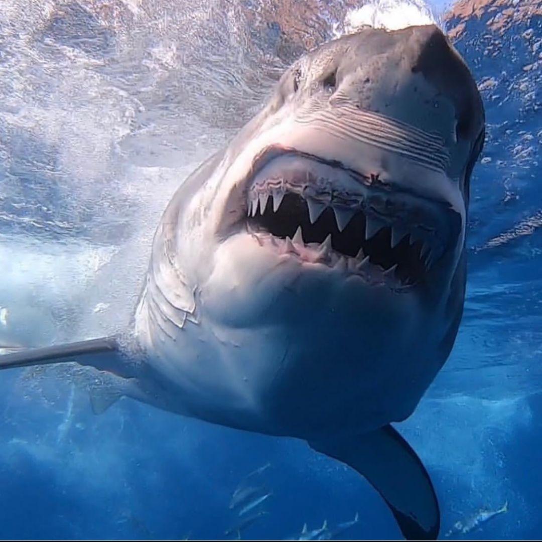 サメの歯　USA　メガロドン　歯化石　特大　美麗　ノースカロライナ産　91mm