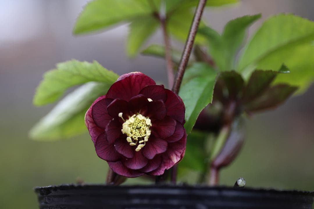 クリスマスローズ 開花株 DDリバーシブルレッド