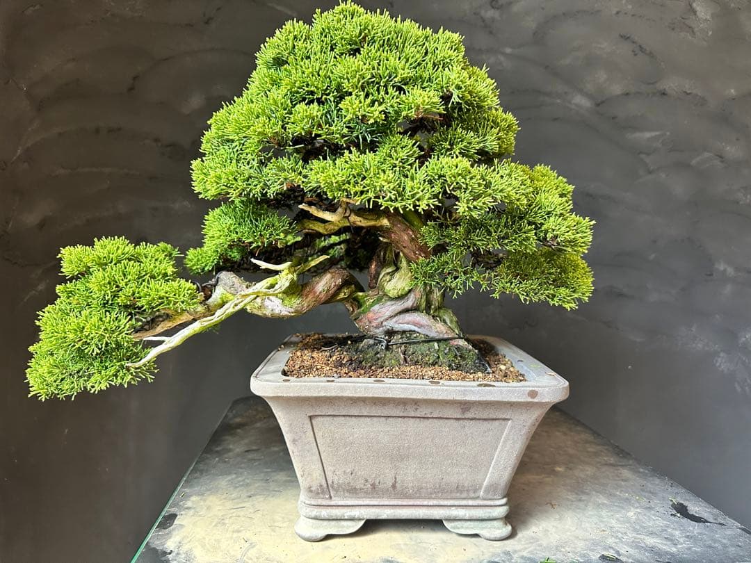 盆栽　糸魚川真柏　中品