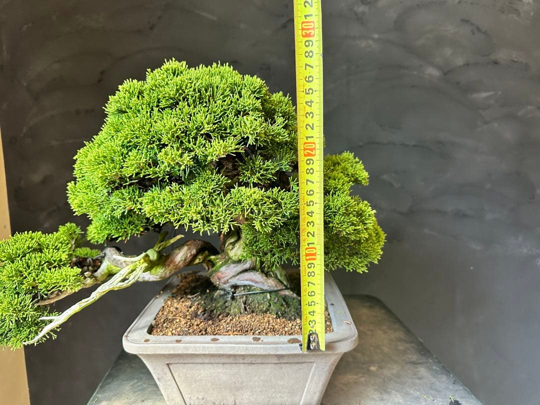 盆栽　糸魚川真柏　中品