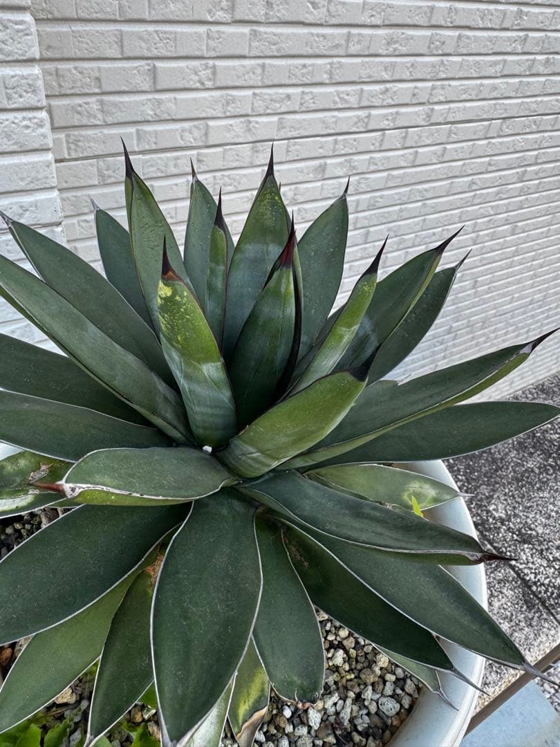 アガベ 観葉植物 ロイヤルスピン　ハイブリッド