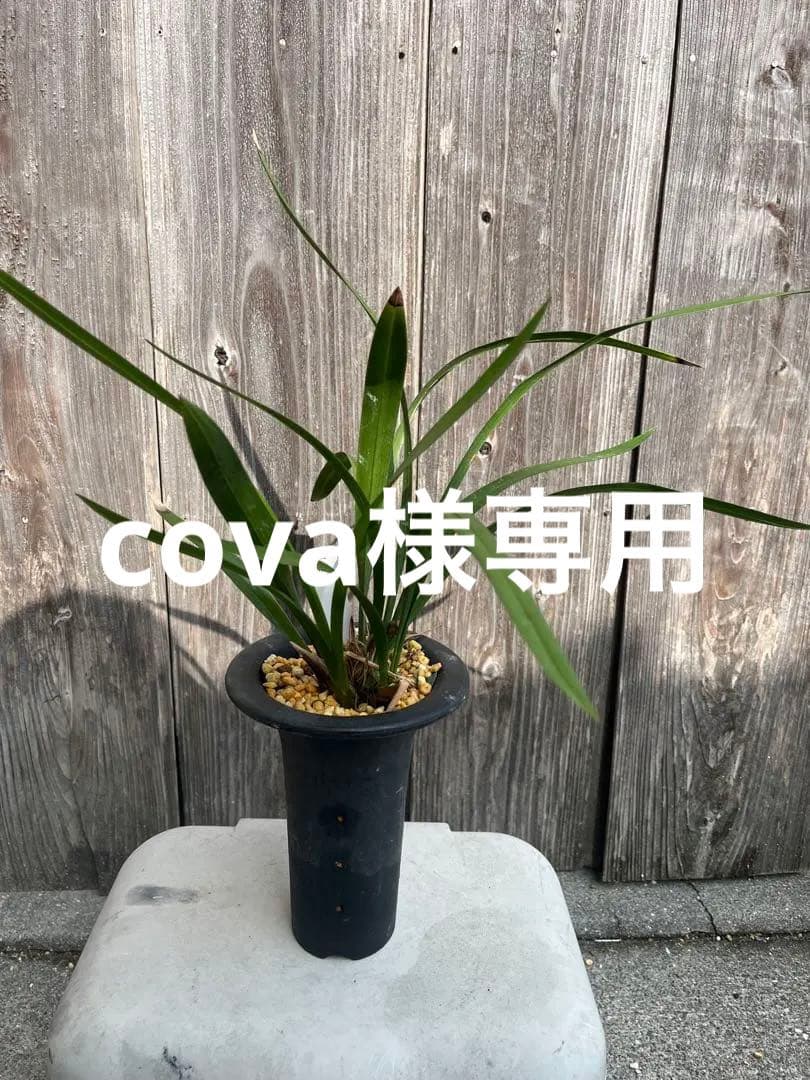 日向寒蘭銘品『日向王』成木　寒蘭　春蘭　東洋蘭